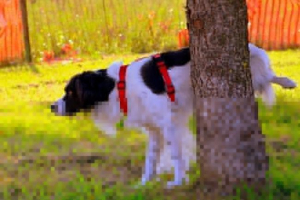 Dreamed pissing dog: interpretacja marzeń Dreamed pissing dog: interpretacja marzeń